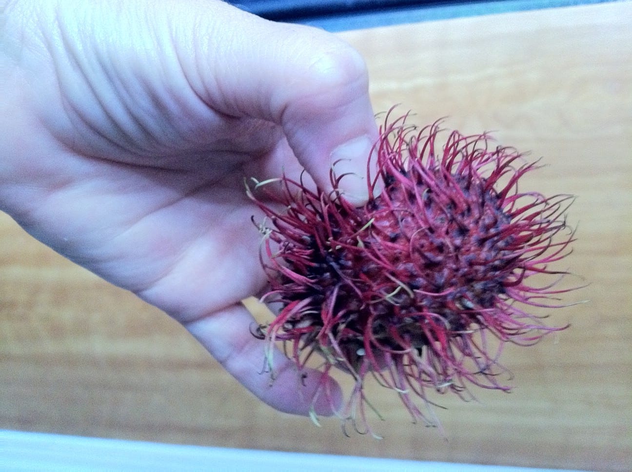 Alien Fruit Invasion, aka, ‘What’s a Rambutan?’