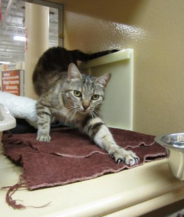 Anna is looking for a forever home.