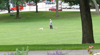 A man walks his dogs at Bronstein Park on Friday.