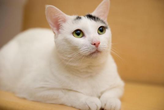 Catterfly learned to trust; now she wants a home, and love