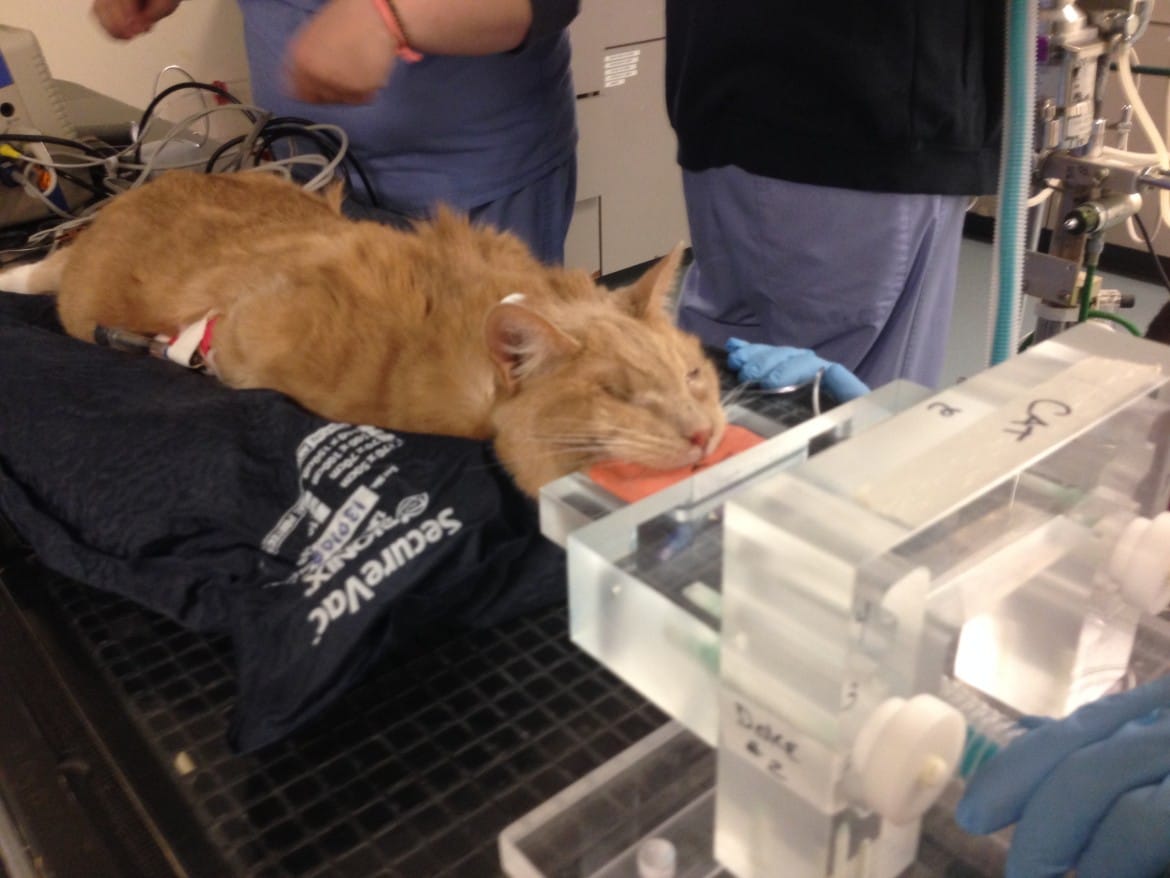 Dolce is moved into position for his IMRT treatment.