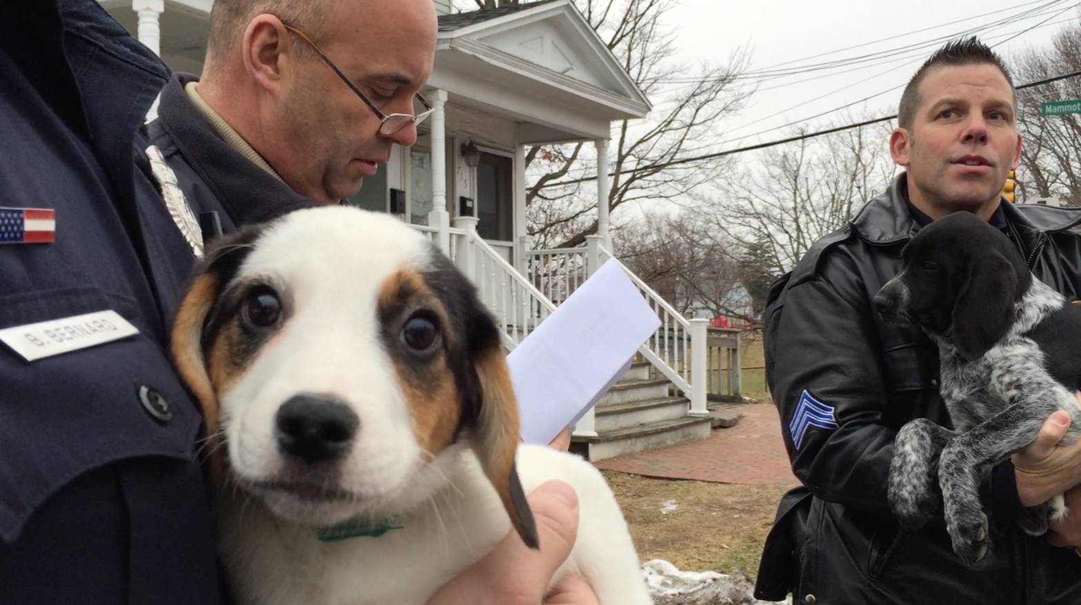 Teens steal 13 puppies from pet store, walk them to grandmother’s house