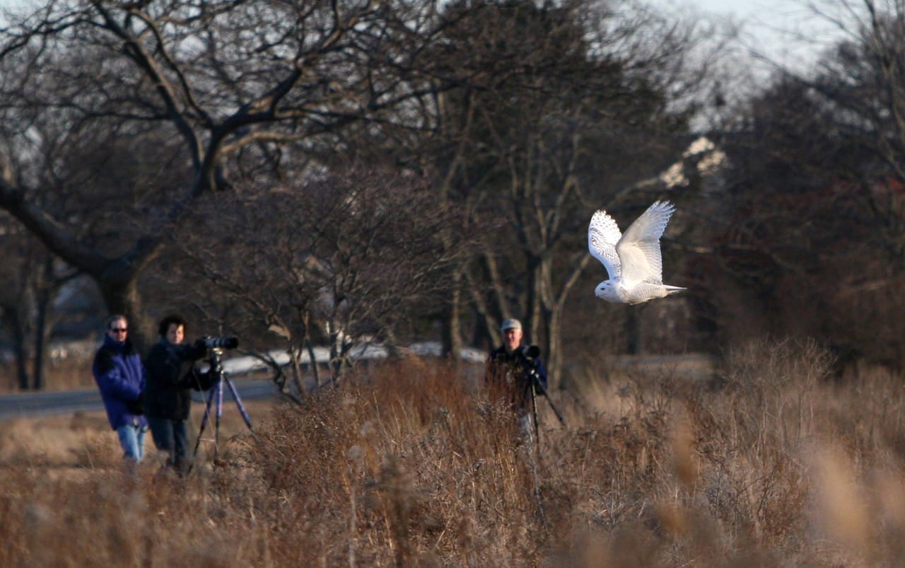Photographers catch a glimpse of a snowy owl in flight at Salisbury Beach Reservation in Salisbury, Mass. in 2013.