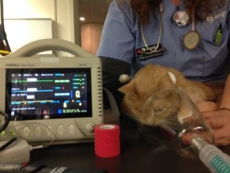 The Angell oncology team first anesthetize before his IMRT treatment.