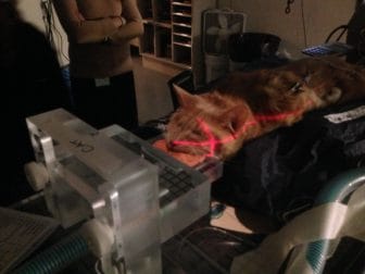 The IMRT beam targets only the tumor inside Dolce's nasal cavity.