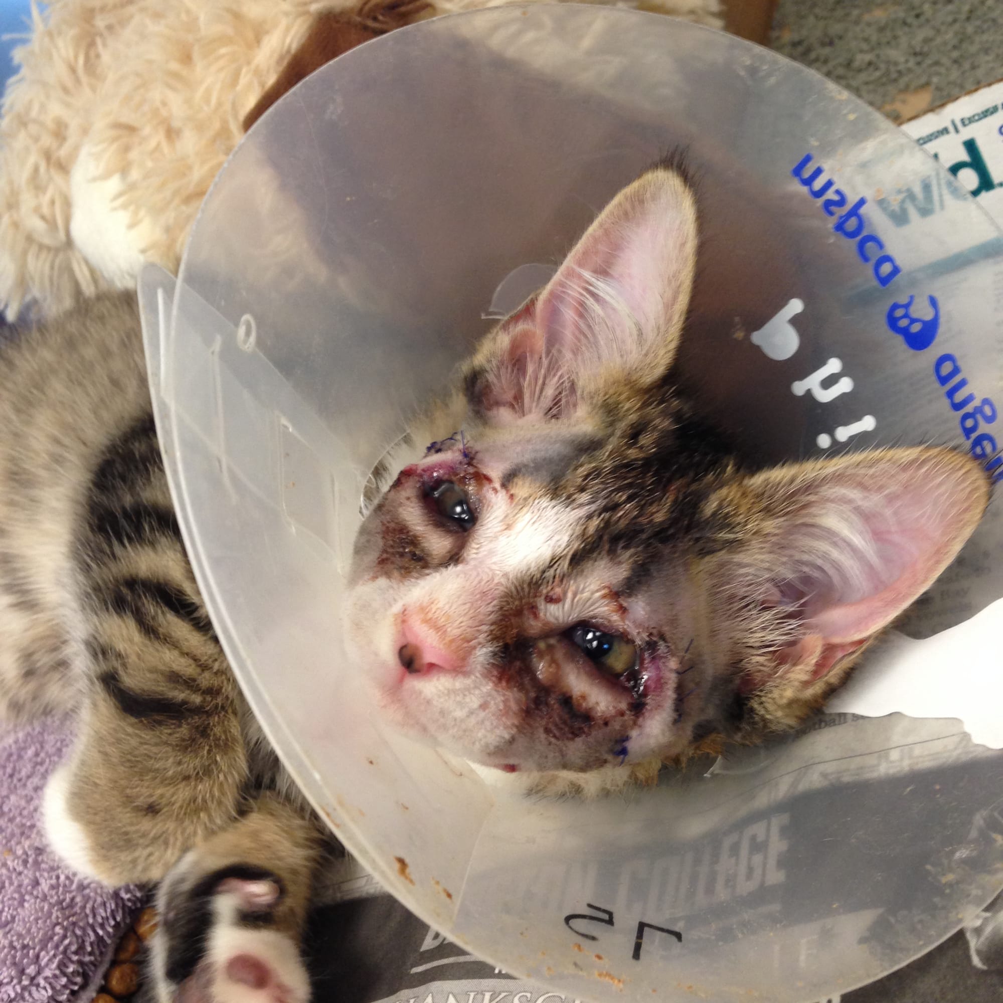 Amazing Grace for Phil: Unusual surgery saves homeless kitten’s eyesight