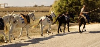 Donkey Parade