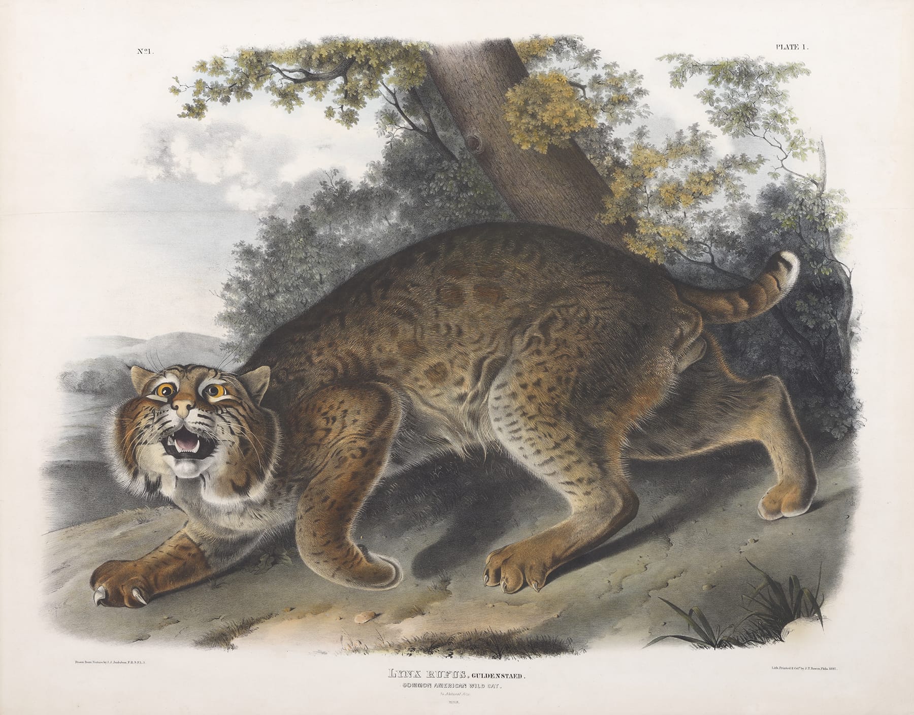 At the Currier: From Birds to Beasts, Audubon’s Last Great Adventure