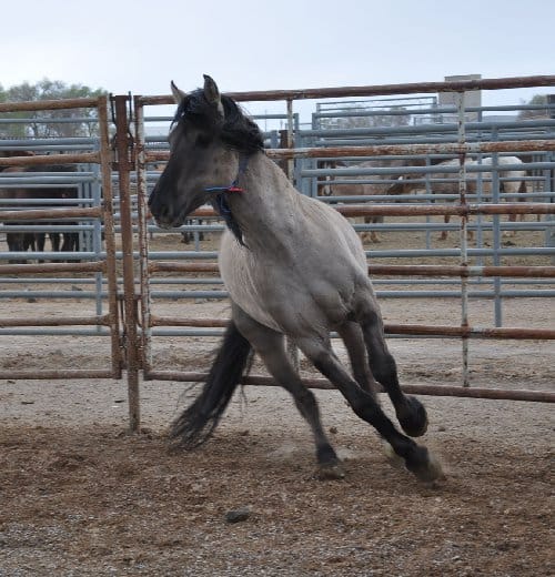 Grulla_stallion_1