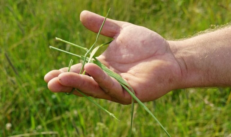 Pasture Grass