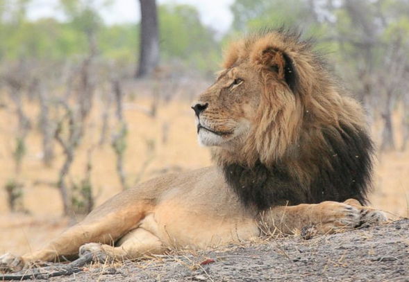 Cecil.