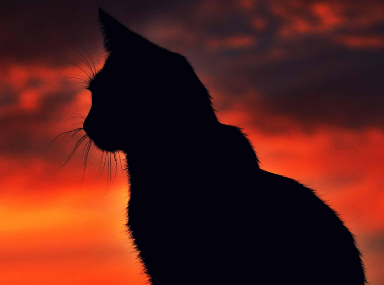 My pal Larry has disappeared into the sunset, out there somewhere with his forever family.
