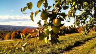 orchard