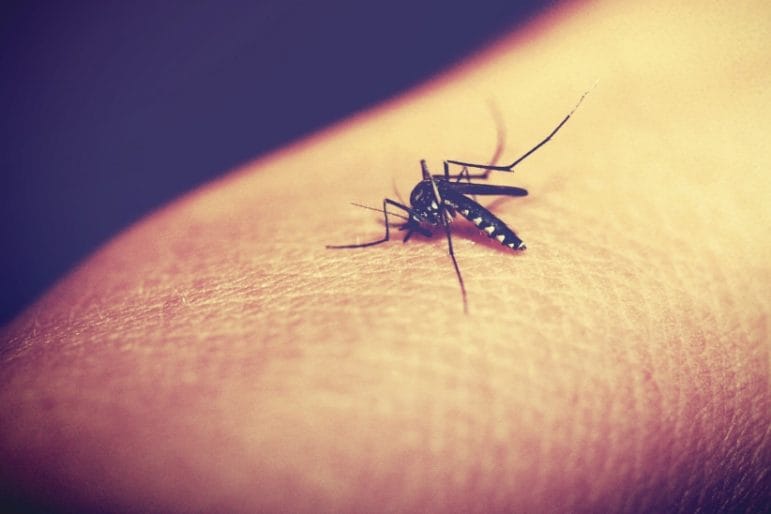 Bye bye Malaria