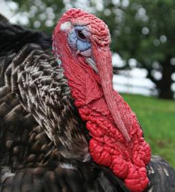 Timely turkey rescue for a humane Thanksgiving twist