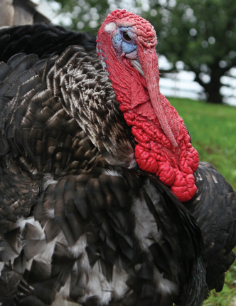 Turpentine was a true hero for his species, may he rest in peace.