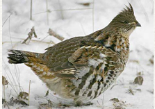Grouse