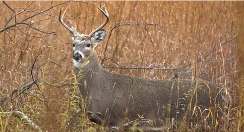 Deer hunt update from NH Fish & Game.