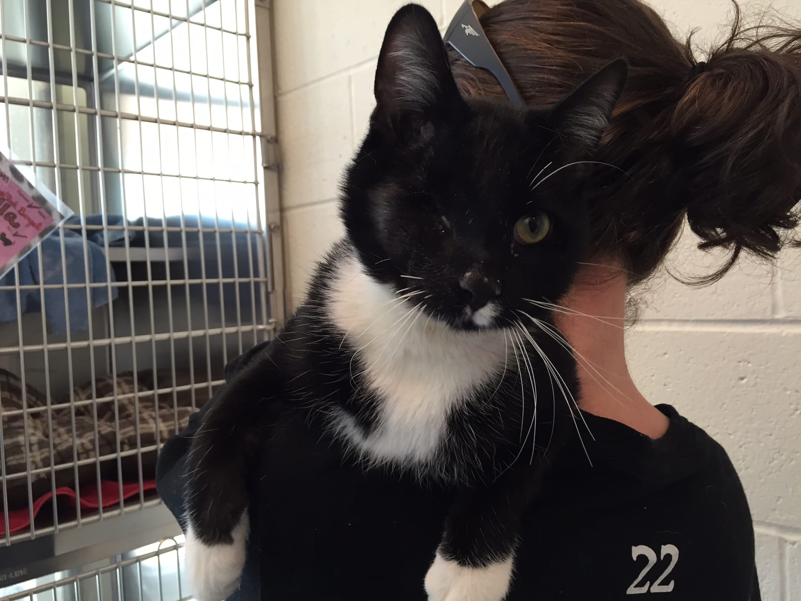 Frank the ‘pirate cat’ is ready to ship out, just needs a safe harbor