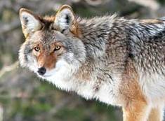 Coyotes and your pets: Wildlife encounters of the dangerous kind