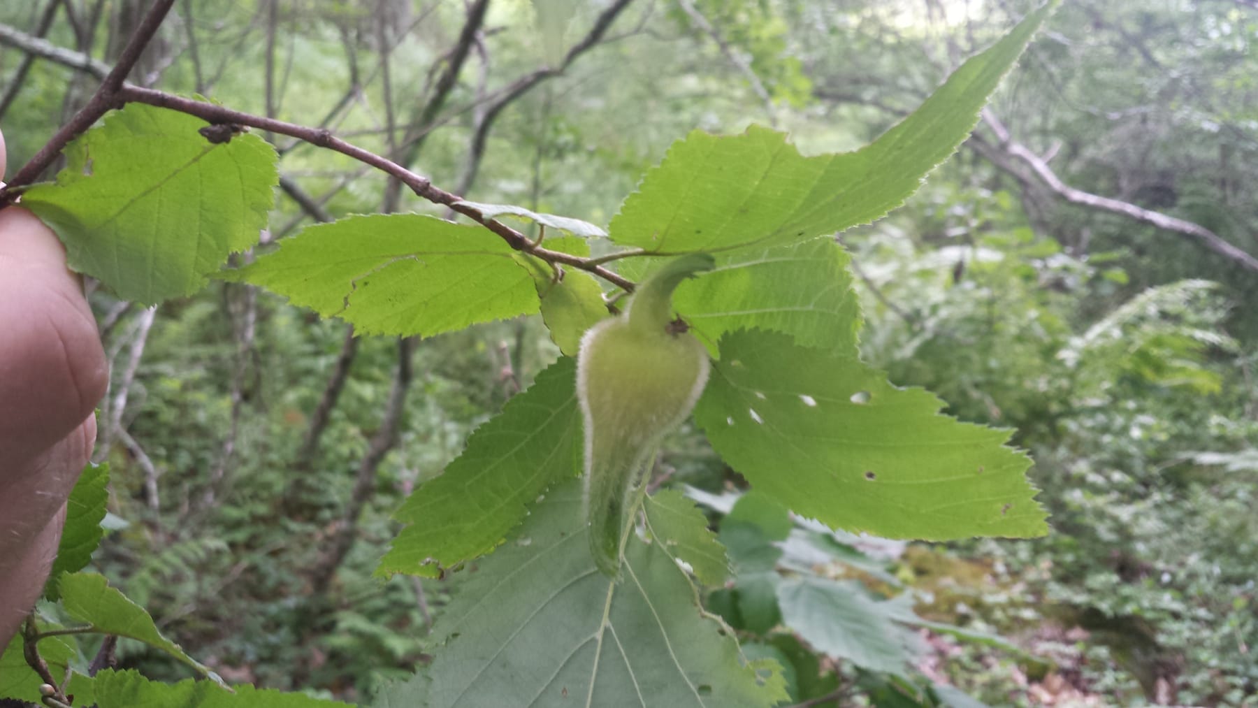 The Honorable Harvest – Wild Food and Medicine Walk