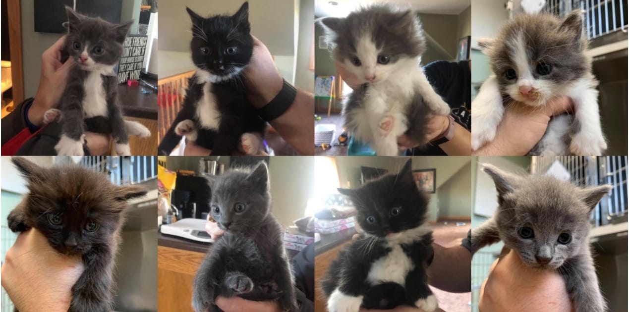 Manchester Animal Shelter ramping up cat trapping efforts with community support