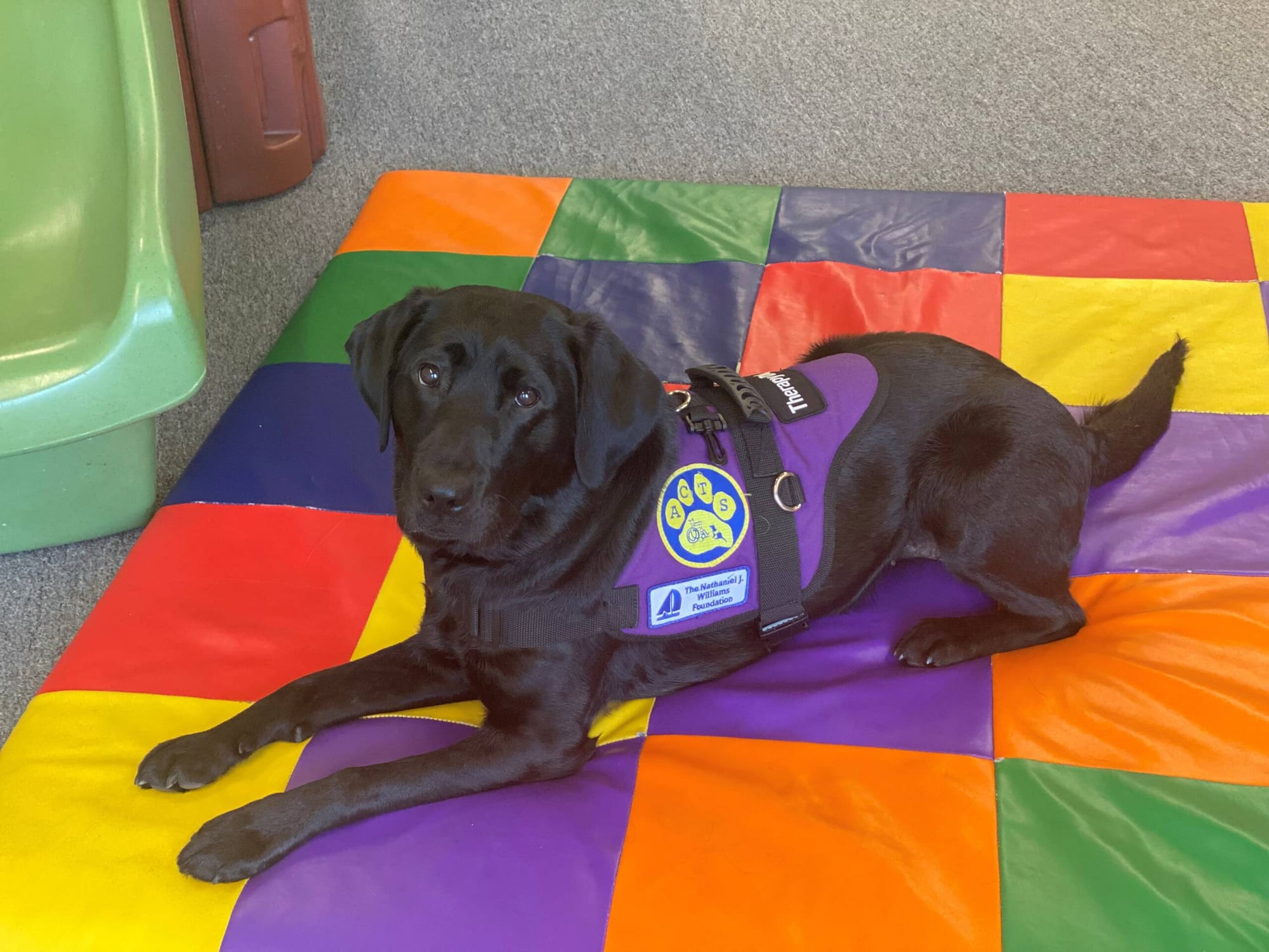 Freesia, a very good dog, inspires donation to her NH trainers