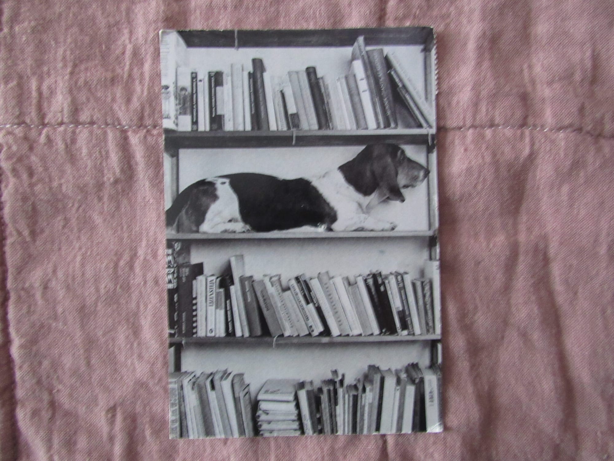 Dog eat dog world, dog with books