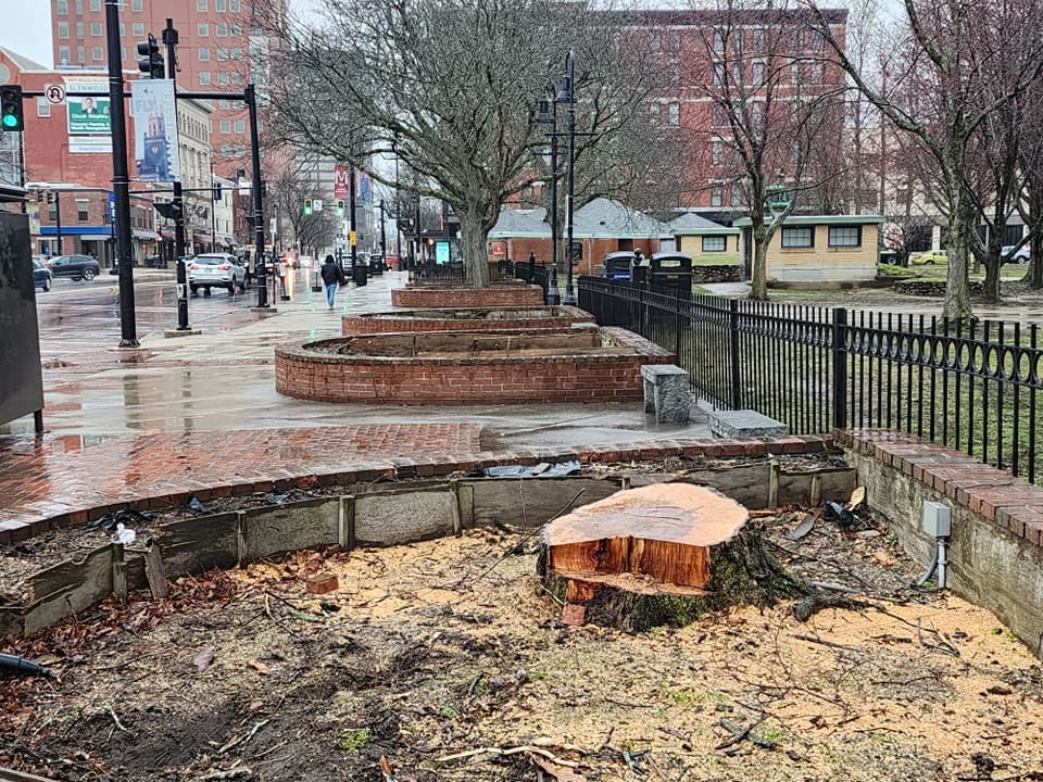 Don’t panic: New trees part of Elm Street beautification project in front of Veterans Park