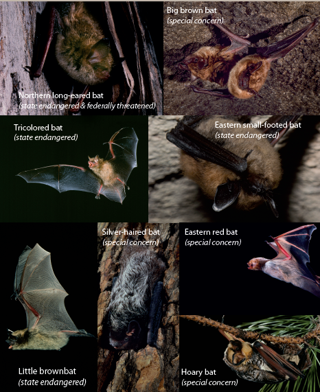 Got Bats? Participate in the New Hampshire Bat Counts Project