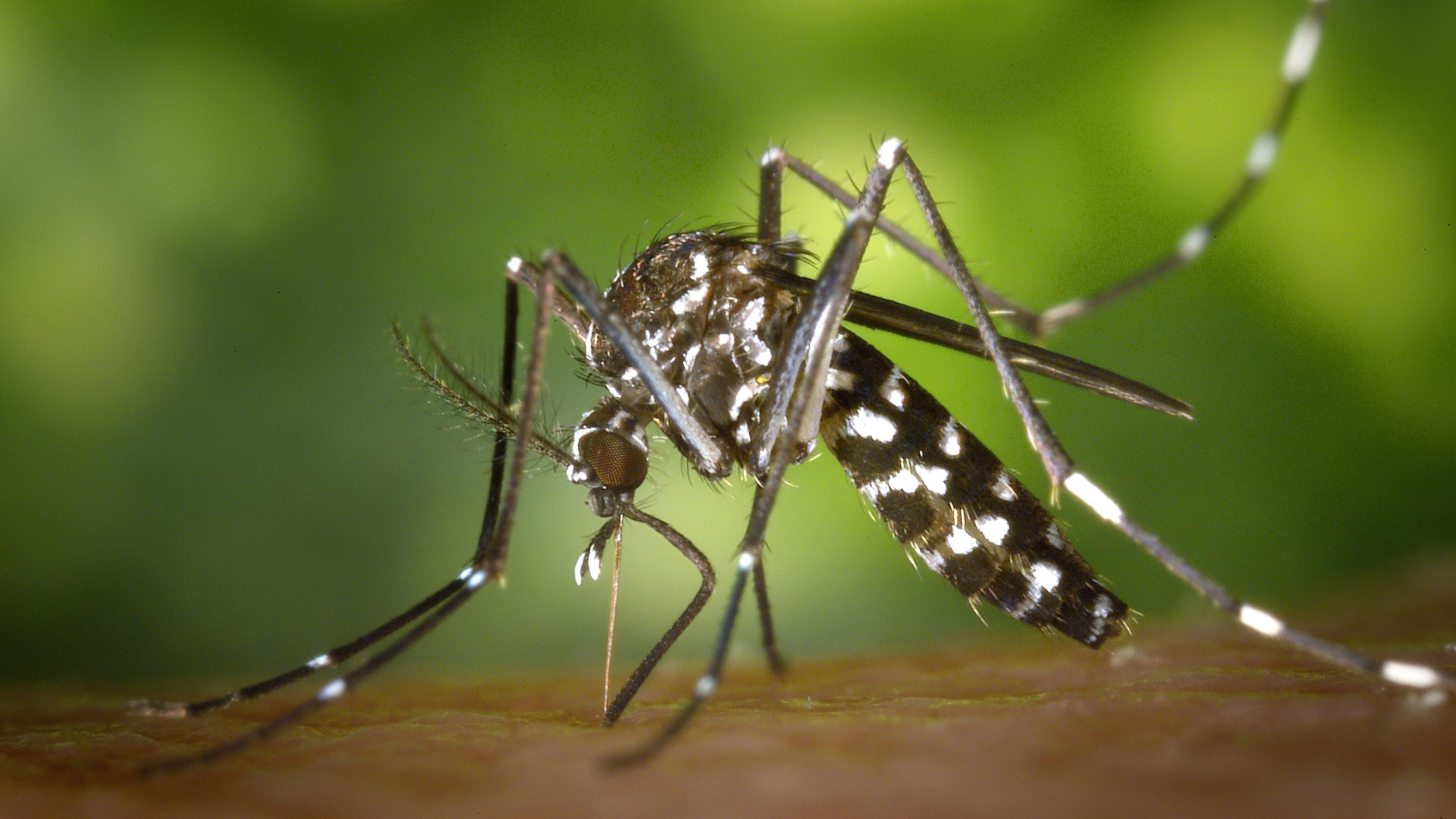 Elevated Eastern Equine Encephalitis (EEE) risk in Southern NH – your next steps 