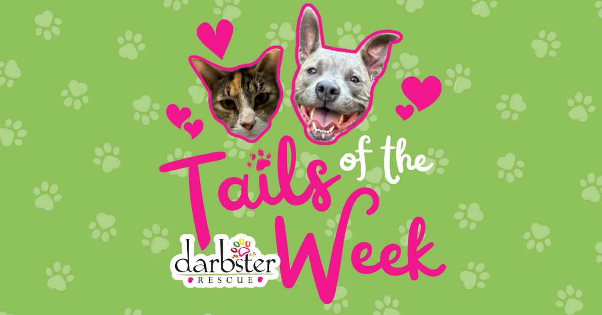 Tails of the Week đž Darbster Rescue