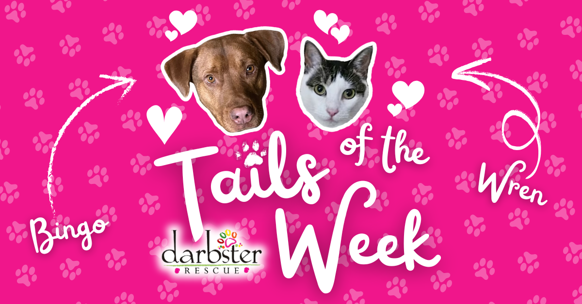 Bingo + Wren 🐾 Darbster’s Tails of the Week