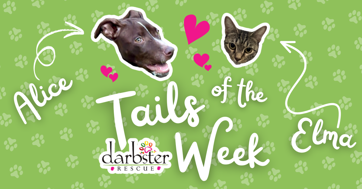 Darbster Rescue: Alice + Elma 🐾 Tails of the Week