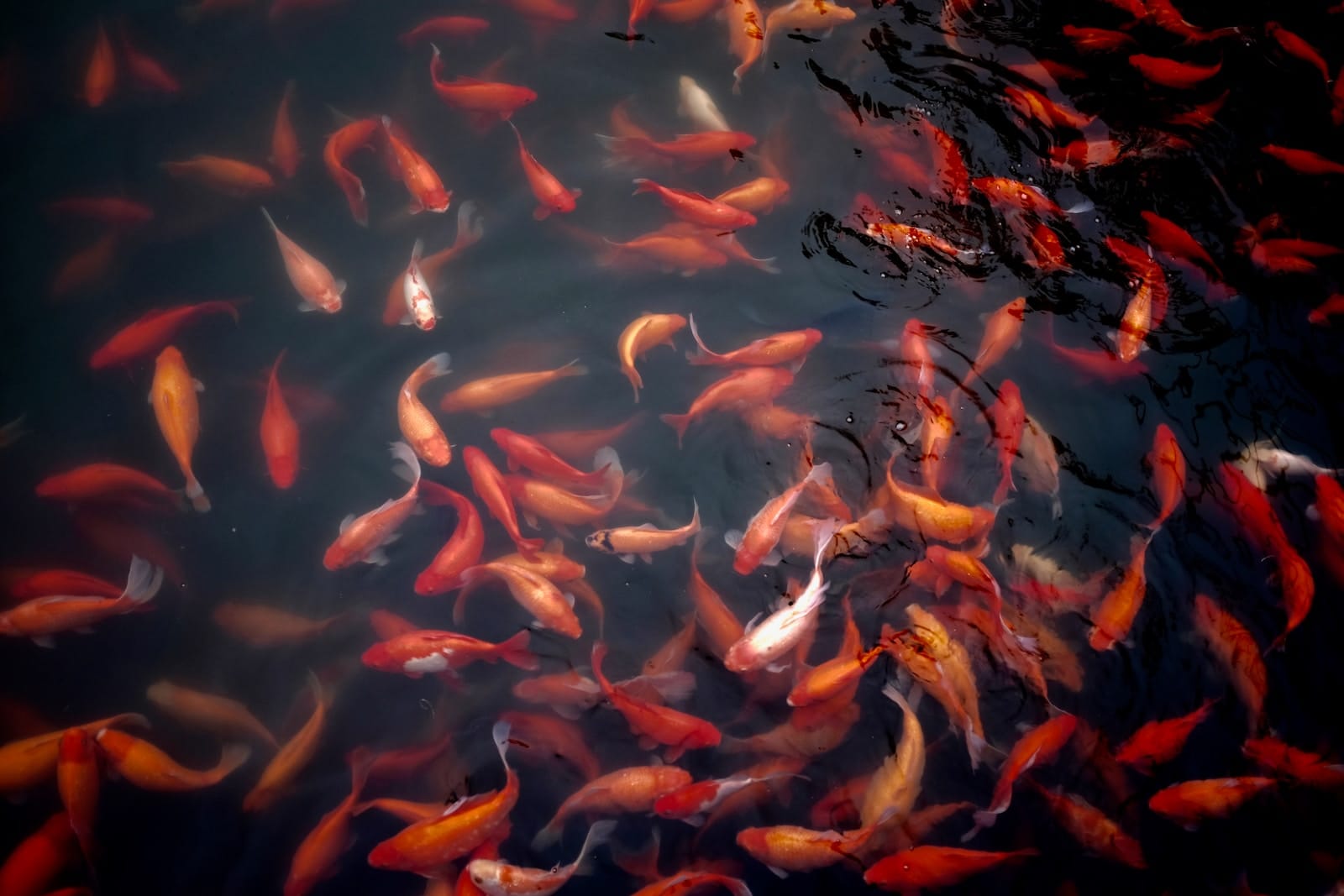 One big fish, one very small pond puts New Hampshire fifth on billionaires list
