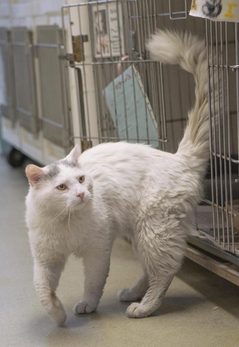 Dunkin is Waiting for a Forever Family post image