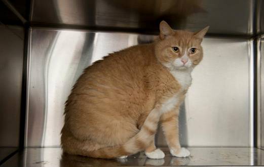 Vincenzo: Life in a Cage is No Life for This Fine Fellow post image