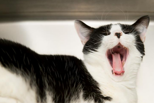 Pixie was dumped once for a younger cat; now she has trust issues post image