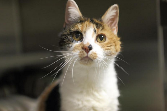 Gladys: Looking for love after 6 months in the shelter post image