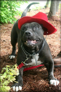Keechie is a pit bull in need of a caring home post image