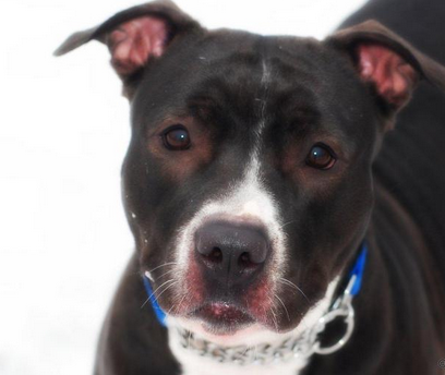 Daisy is looking for a forever family post image