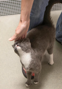 Diamond is a diva, but she will make all your dreams come true post image