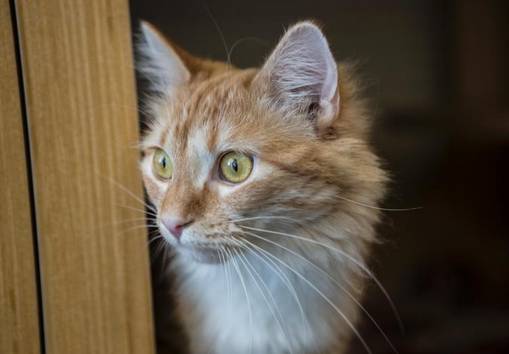 Petunia was returned to the shelter in Aug. – she’s waiting for you post image
