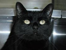Onyx is sweet and shy, ready for a home of her own post image
