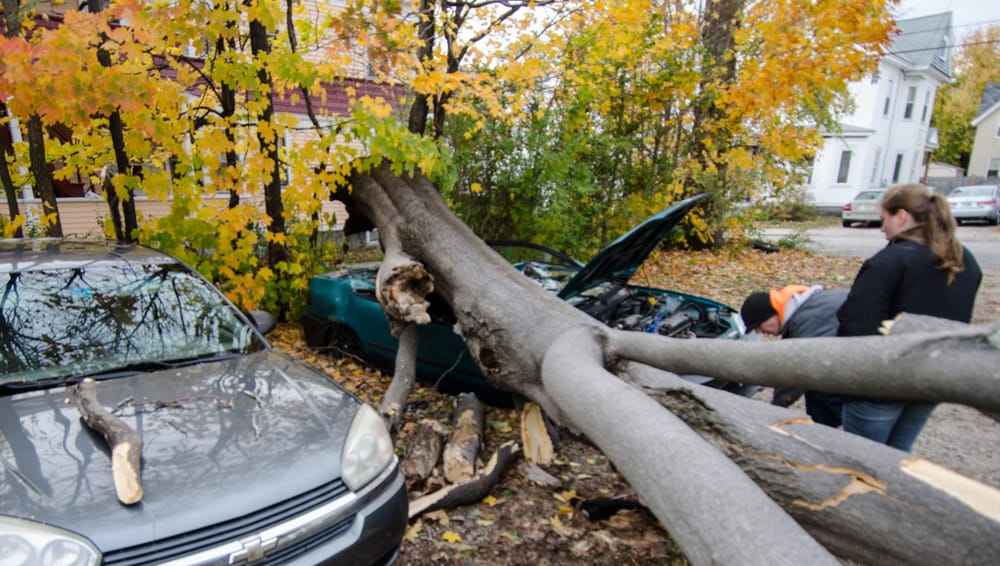 Man trapped after 50-foot tree uproots, falls on him post image