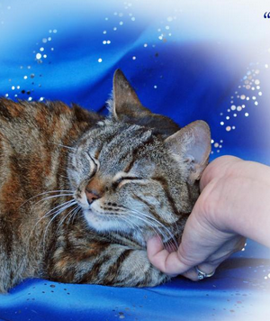 Pet of the Week: Adopt Anna today – she’s still waiting post image