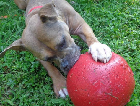 Adopt a pet: Tucker didn’t find home for the holiday – maybe 2015 will be his year post image