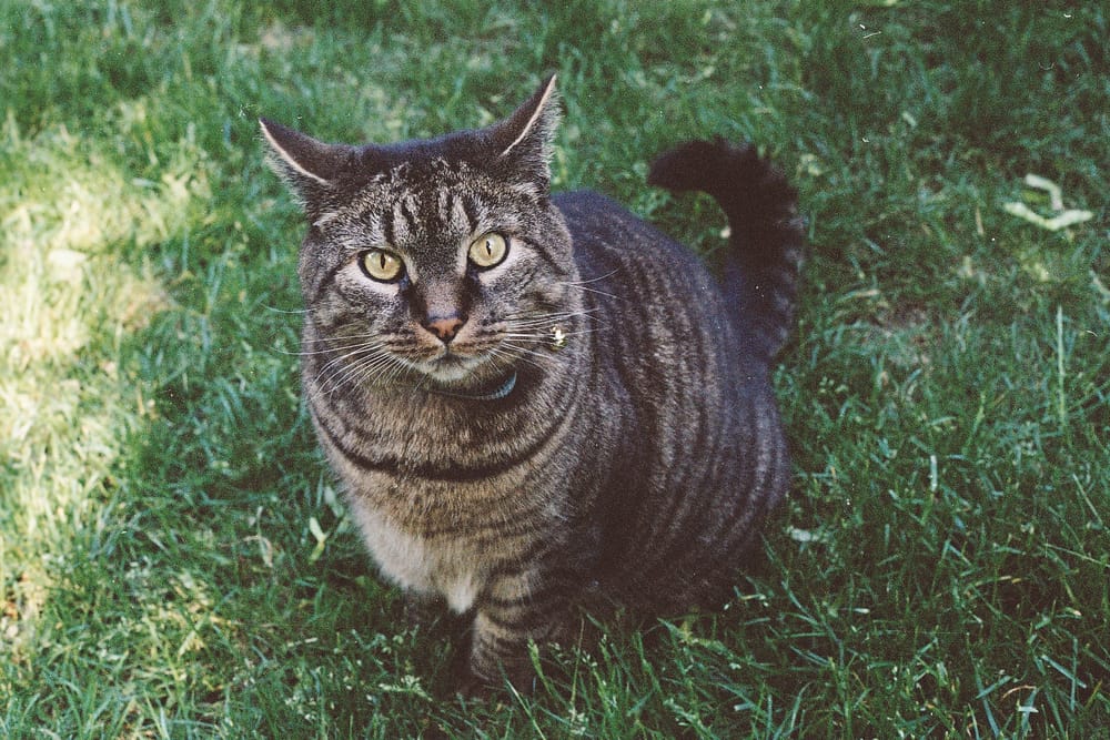 Culinary cat commandeers ‘The Gabby Dog’ with ‘human treat’ recipes post image