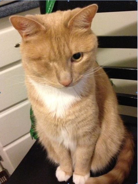 Dolce the 1-eyed cat gets ‘holy grail’ of cancer treatment at Angell Animal Medical Center post image