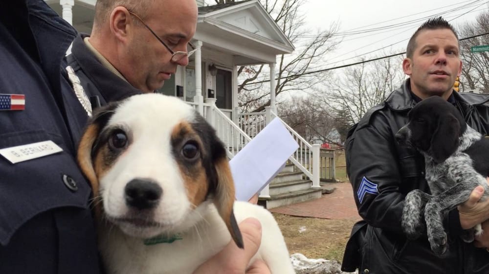 Teens steal 13 puppies from pet store, walk them to grandmother’s house post image